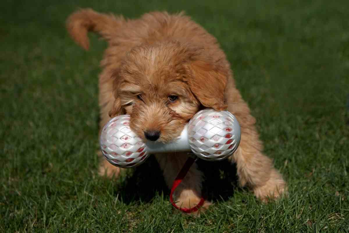 What A Goldendoodle Can And Cannot Eat #Dogs #Puppies #Goldendoodle #Doodles #Furbaby