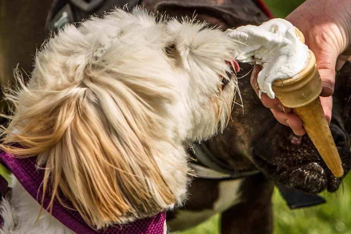 What A Goldendoodle Can And Cannot Eat #Dogs #Puppies #Goldendoodle #Doodles #Furbaby