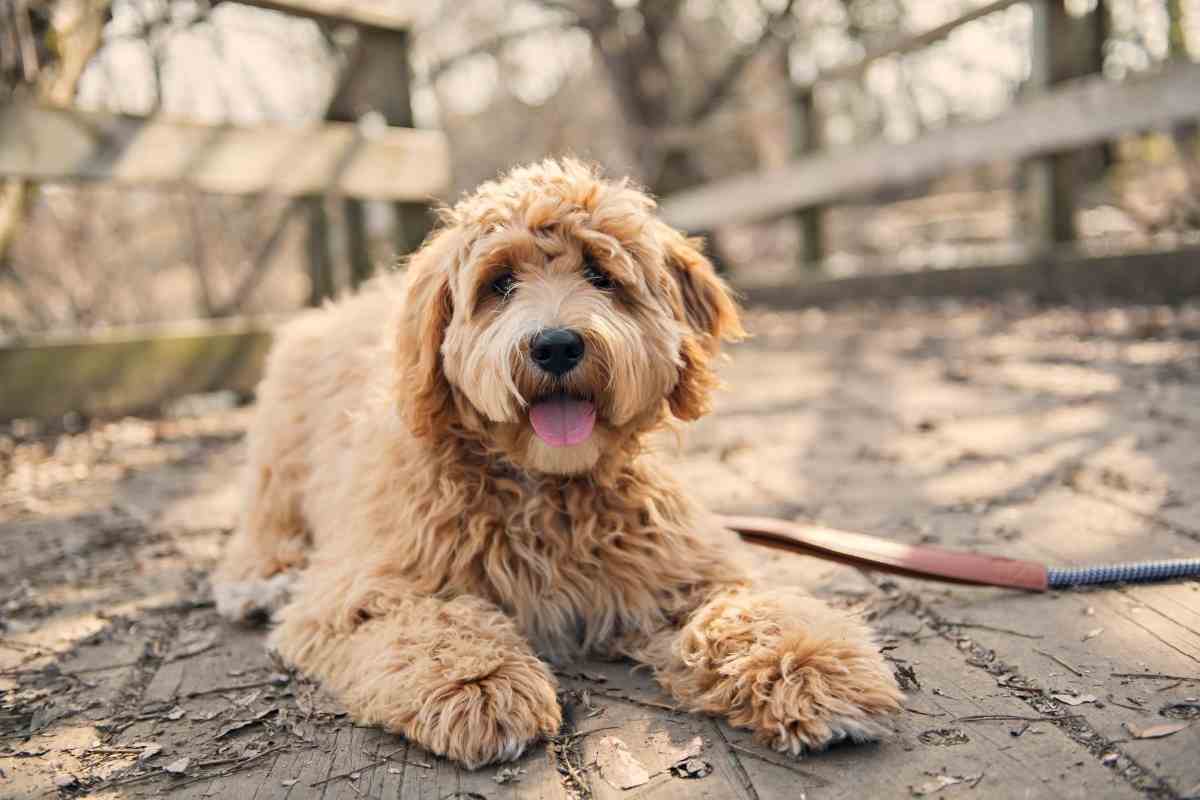 Why Does My Goldendoodle Lick Their Paws? (Vet Explained!) 2