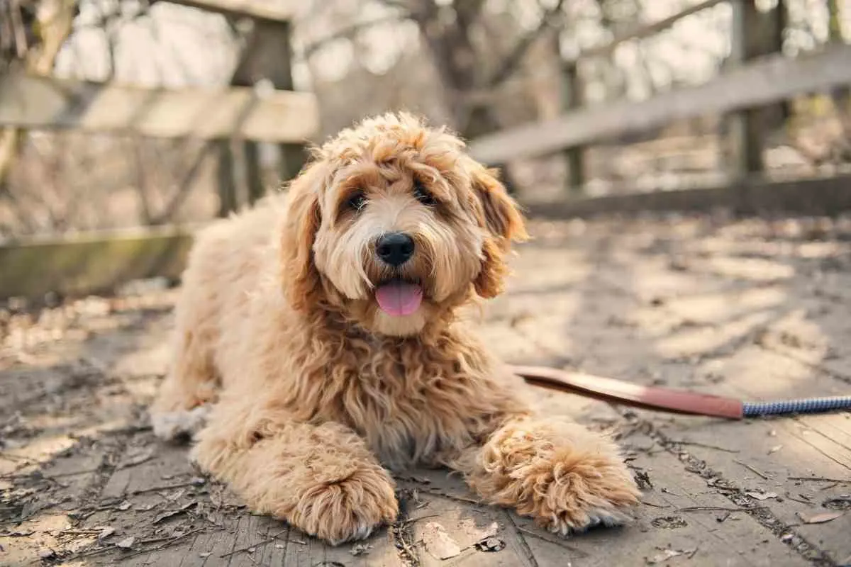 Why Does My Goldendoodle Lick Their Paws? (Vet Explained!) 3 Why Does My Goldendoodle Lick Their Paws? (Vet Explained!) 1