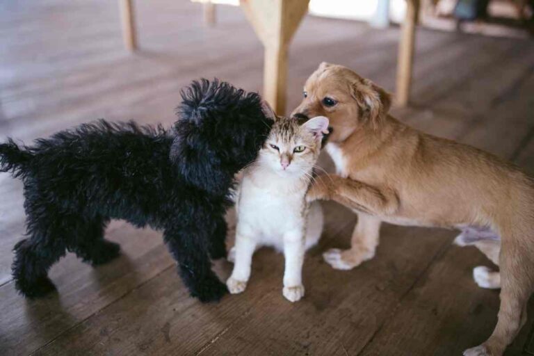 Are Goldendoodles Good With Cats?