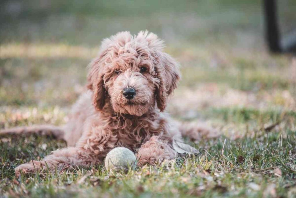 What Size Crate Do You Need for a Goldendoodle?