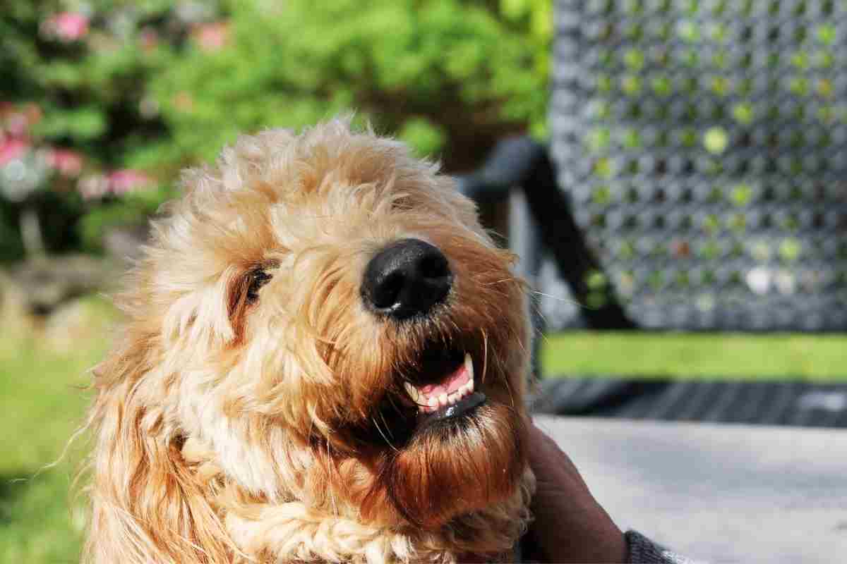 How Long Do Goldendoodles Live? #Puppies #Dogs #Doodles #Doods #Goldendoodles