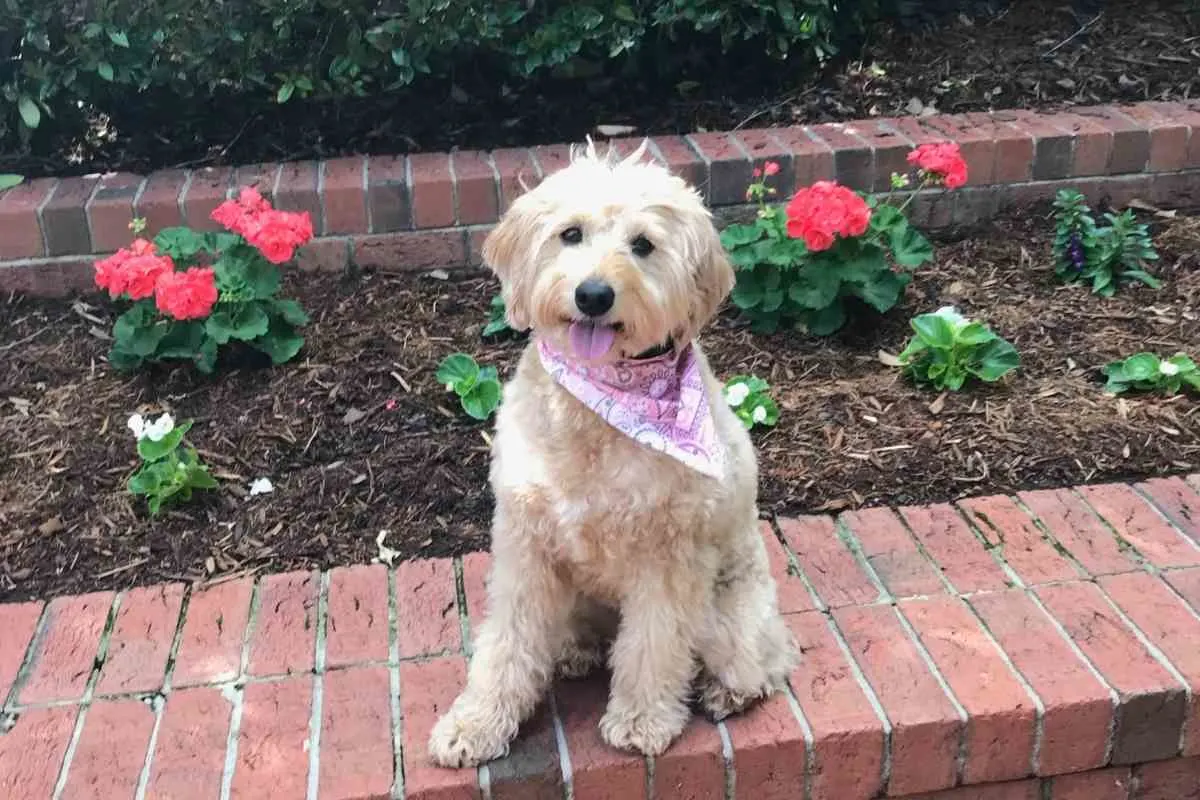 How Much Does A Mini Goldendoodle Weigh? A Mini Goldendoodle Weight Guide 5 How Much Does A Mini Goldendoodle Weigh? A Mini Goldendoodle Weight Guide 2