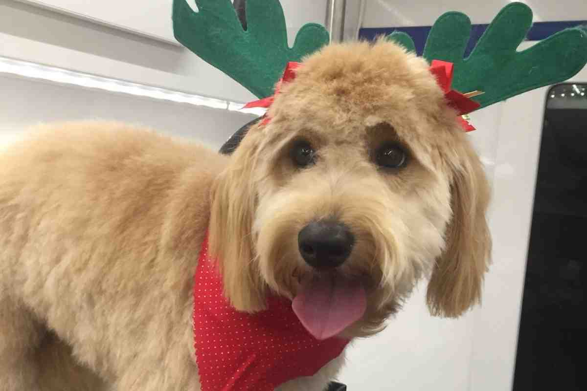 How Often Can You Bathe A Goldendoodle Puppy? 2 How Often Can You Bathe A Goldendoodle Puppy? 2