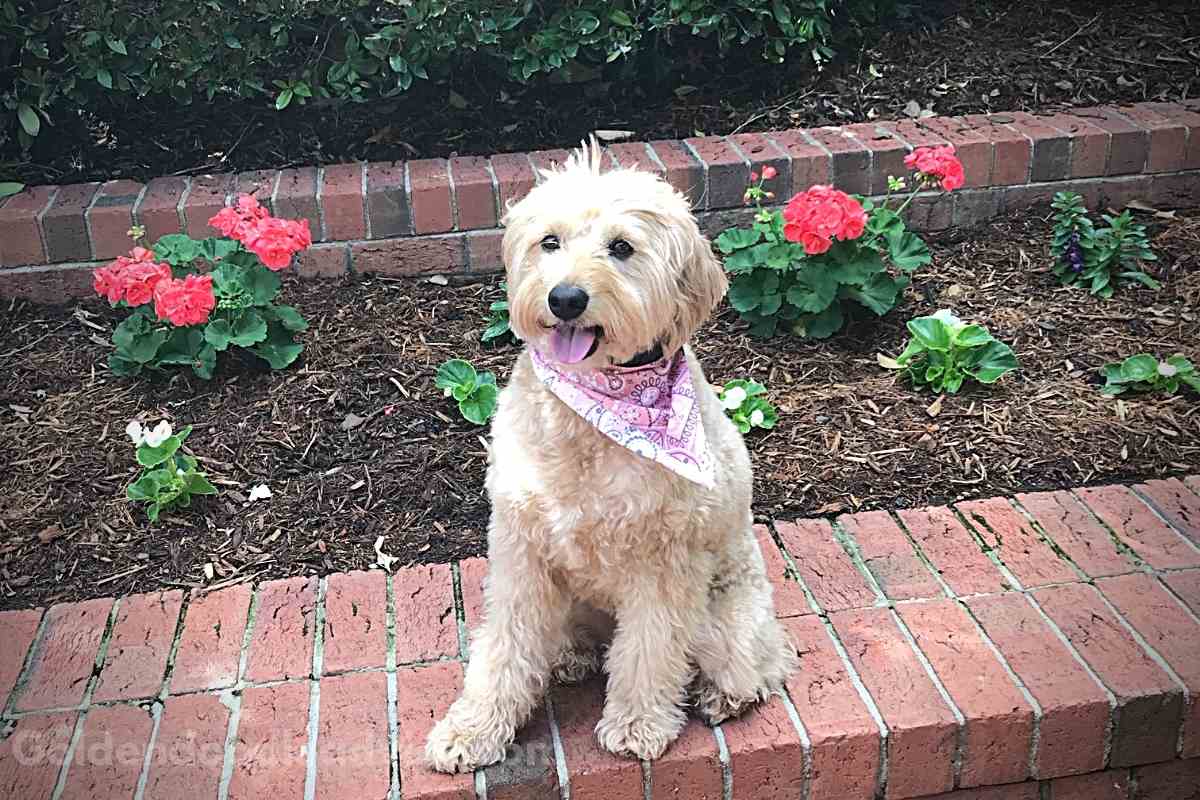 Are Goldendoodles High Maintenance?