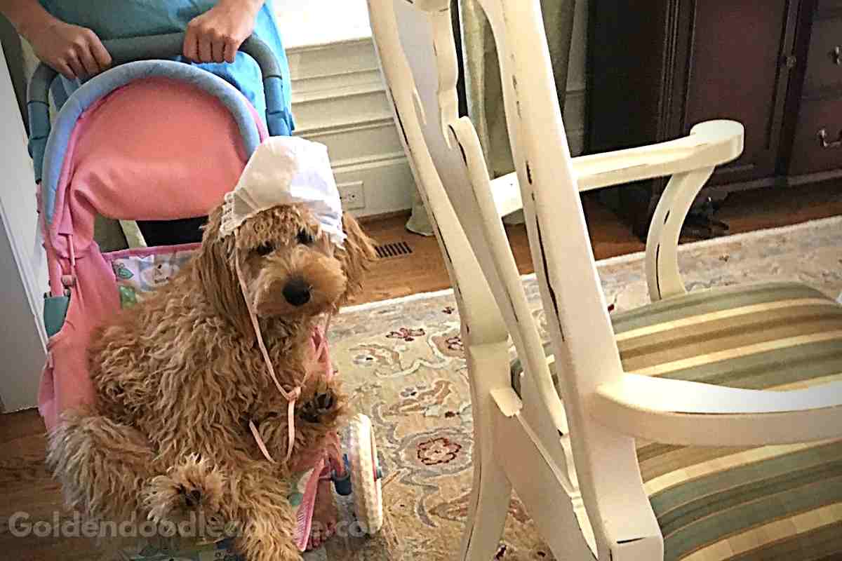 Are Goldendoodles High Maintenace?