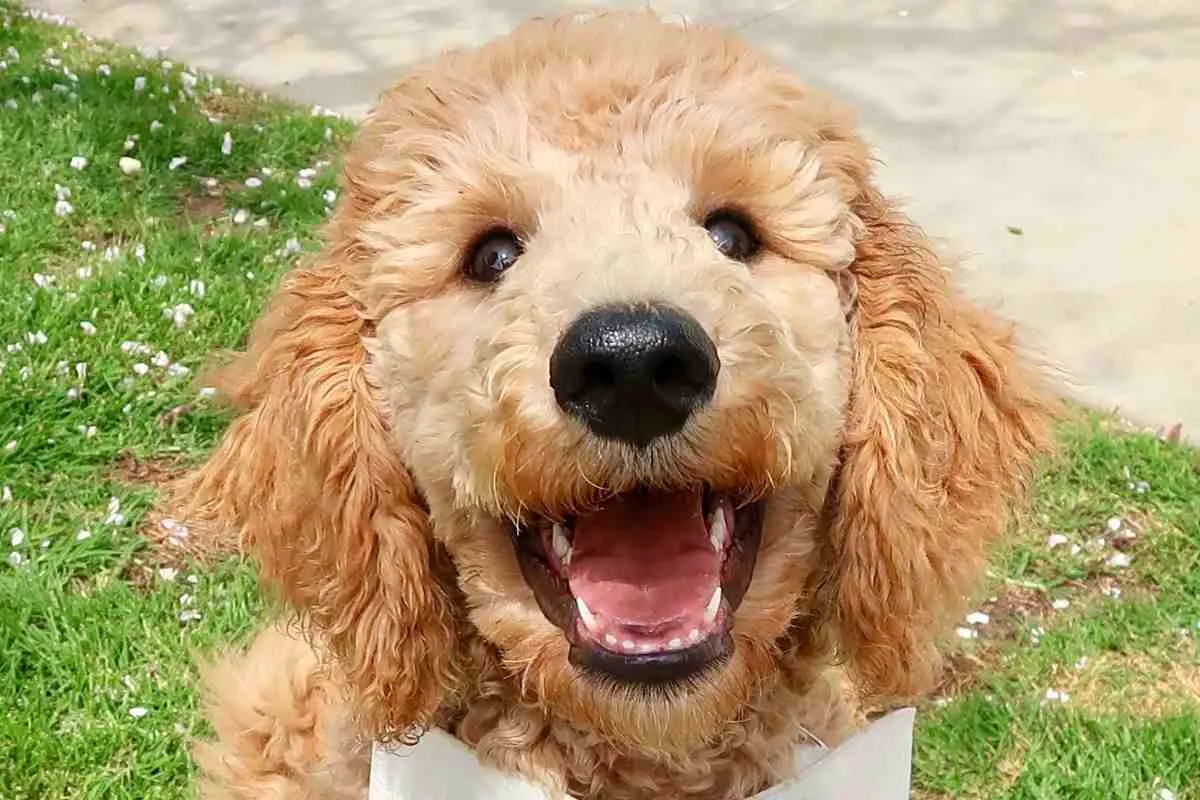 Can You Breed Two F1B Goldendoodles? 1 Can You Breed Two F1B Goldendoodles? 1