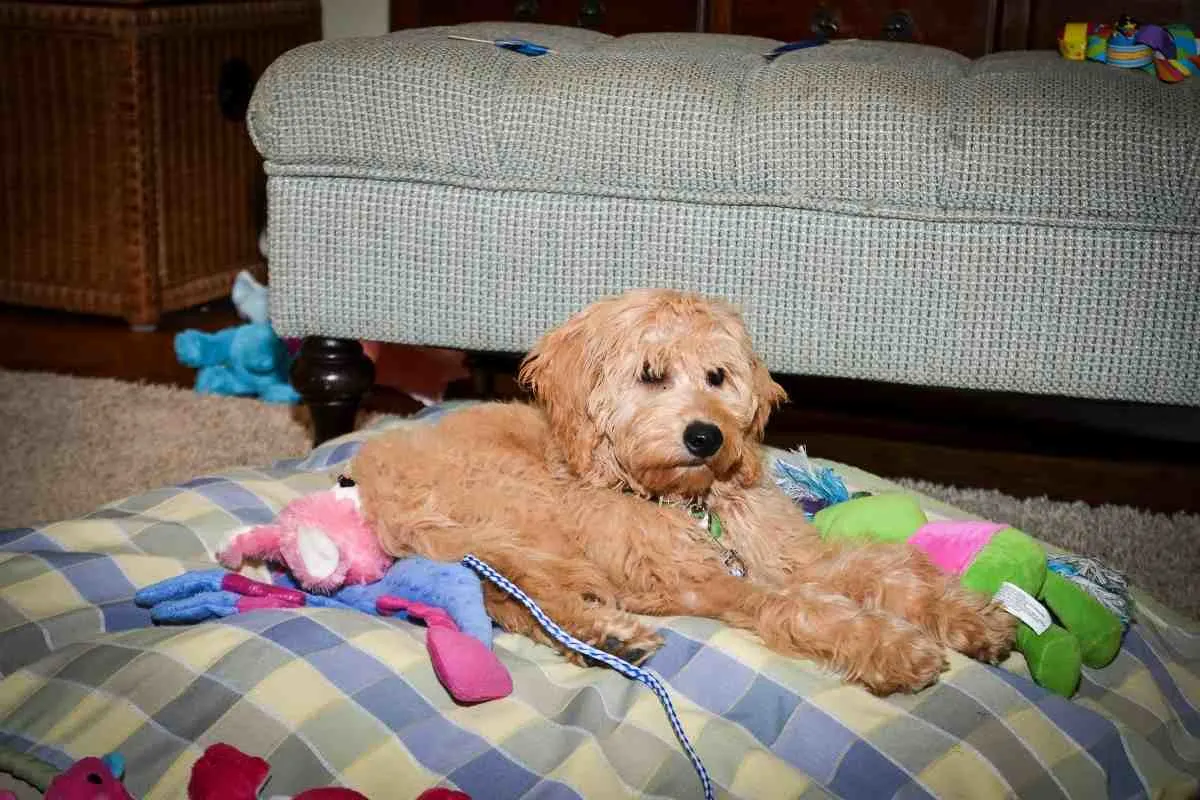 Can You Breed Two F1B Goldendoodles? 2 Lexie - Mini Goldendoodle