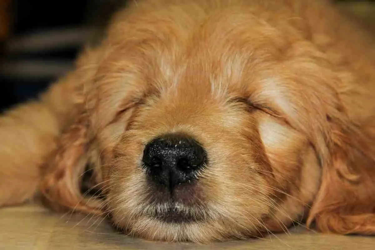 Can You Breed Two F1B Goldendoodles? 3 Can You Breed Two F1B Goldendoodles?