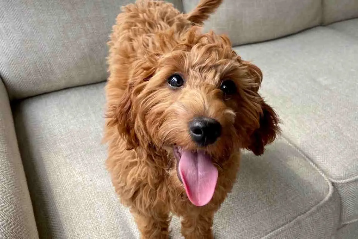 How Long Can Goldendoodles Be Left Alone? 2