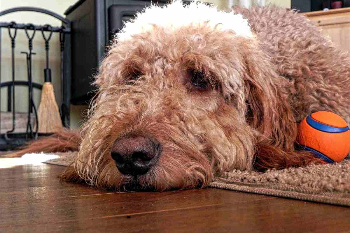 How Long Can Goldendoodles Be Left Alone?