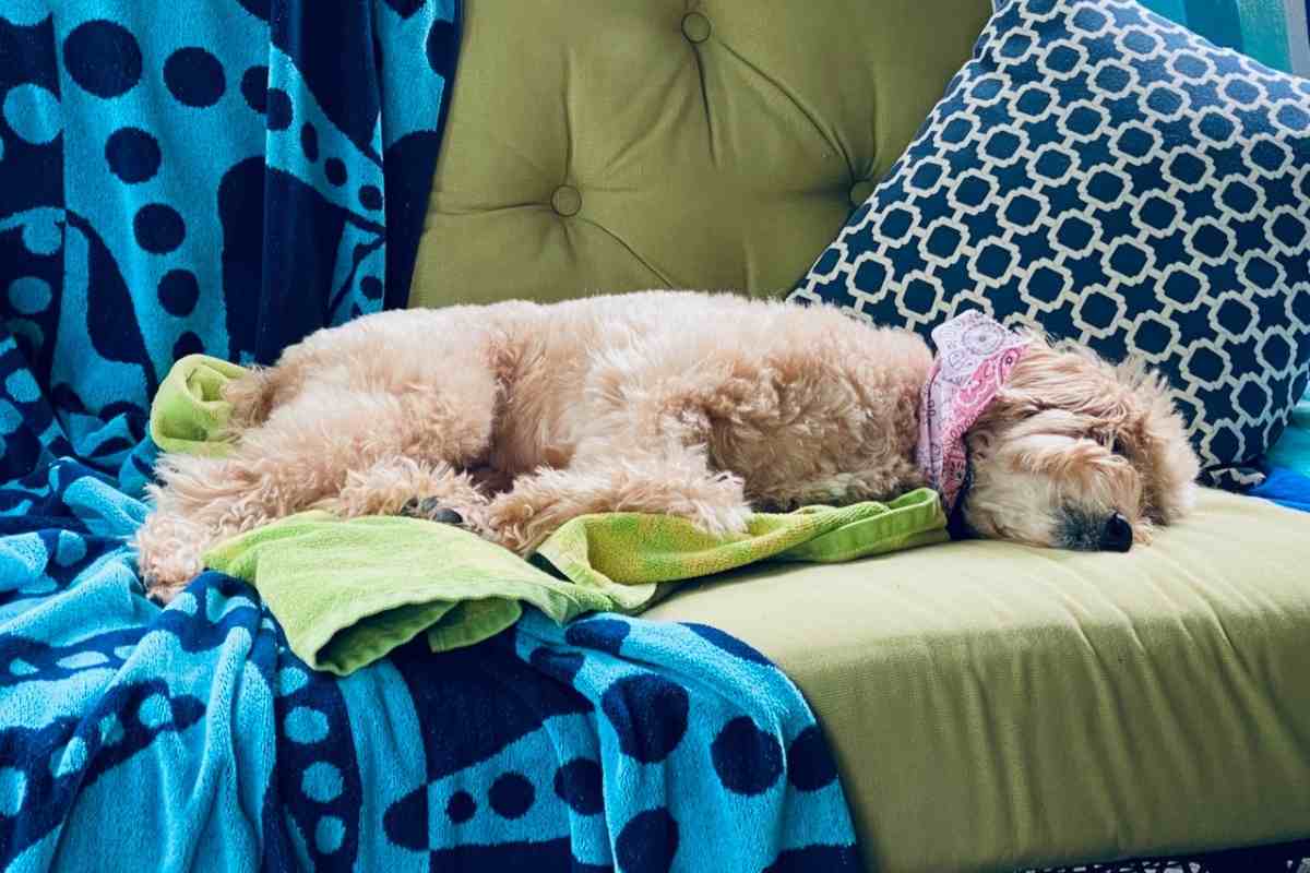 How Long Do Goldendoodles Sleep Per Day? #Dogs #Puppies #Doodles #Goldendoodles #Dogbreed