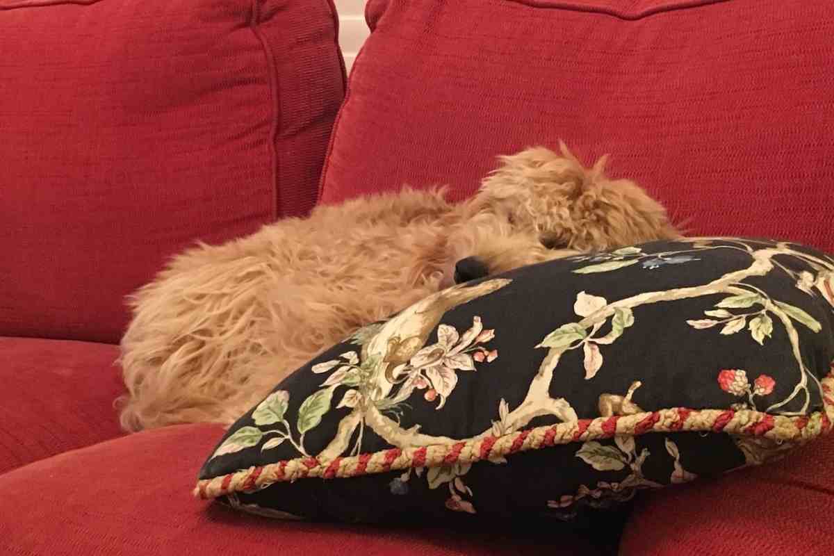 How Long Do Goldendoodles Sleep Per Day? #Dogs #Puppies #Doodles #Goldendoodles #Dogbreed  The Guideline For Goldendoodles Is Twelve To Fourteen Hours Depending On The Dog.  This Guideline Of Time Will Usually Be Broken Up Into Little Naps Or Breaks To Recharge Their Batteries Before Continuing On With Their Day.