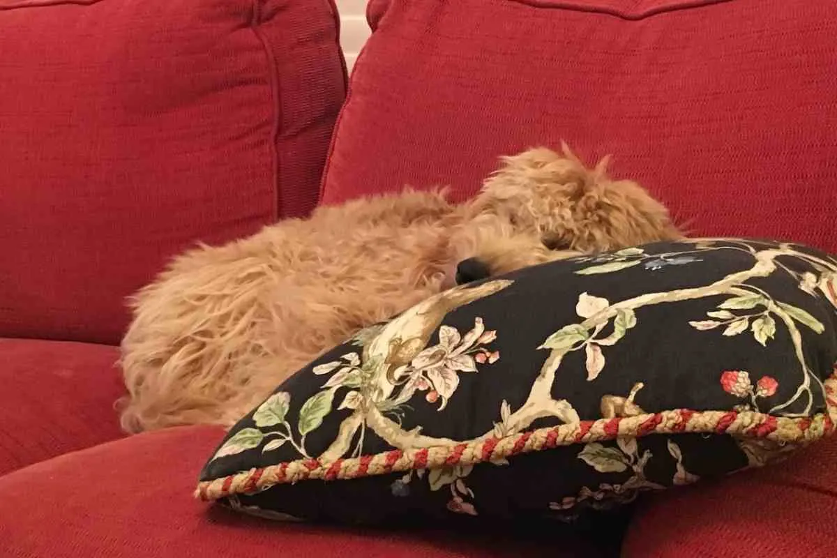 How Long Do Goldendoodles Sleep Per Day? 3 How Long Do Goldendoodles Sleep Per Day? #Dogs #Puppies #Doodles #Goldendoodles #Dogbreed The Guideline For Goldendoodles Is Twelve To Fourteen Hours Depending On The Dog. This Guideline Of Time Will Usually Be Broken Up Into Little Naps Or Breaks To Recharge Their Batteries Before Continuing On With Their Day.