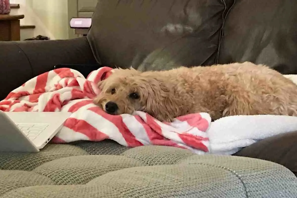 How Long Do Goldendoodles Sleep Per Day? 2 How Long Do Goldendoodles Sleep Per Day? #Dogs #Puppies #Doodles #Goldendoodles #Dogbreed