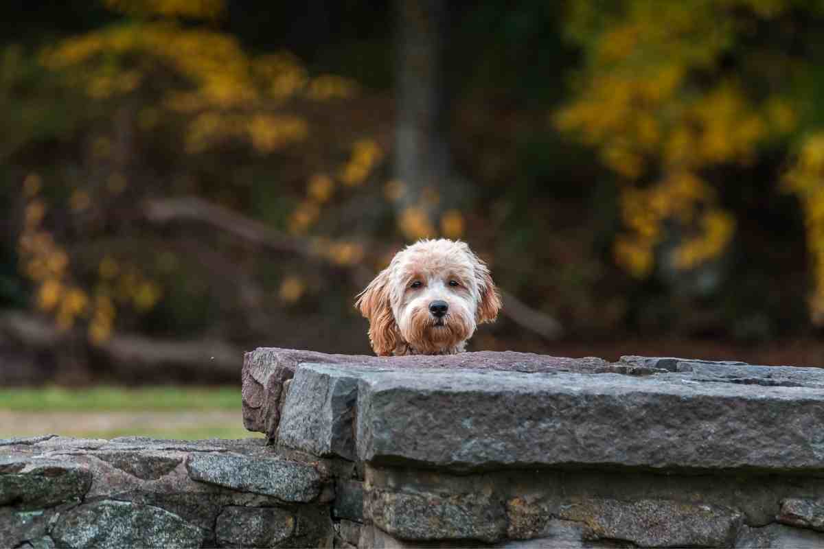 What Is The Smallest Breed Of Goldendoodle?