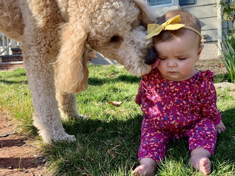 Are Goldendoodles Protective Of Their Owners?