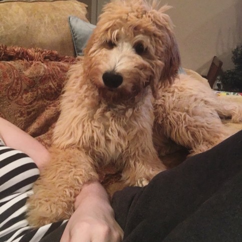 Do Goldendoodles Need A Lot Of Attention?