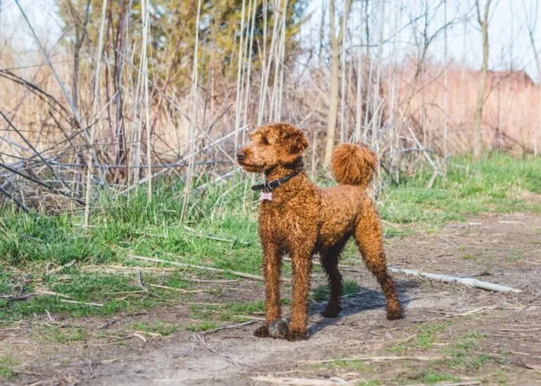 Are Goldendoodles Protective Of Their Owners?