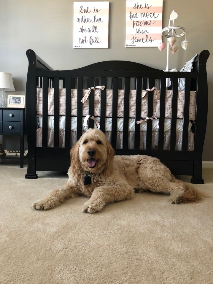 Are Goldendoodles Protective Of Their Owners?