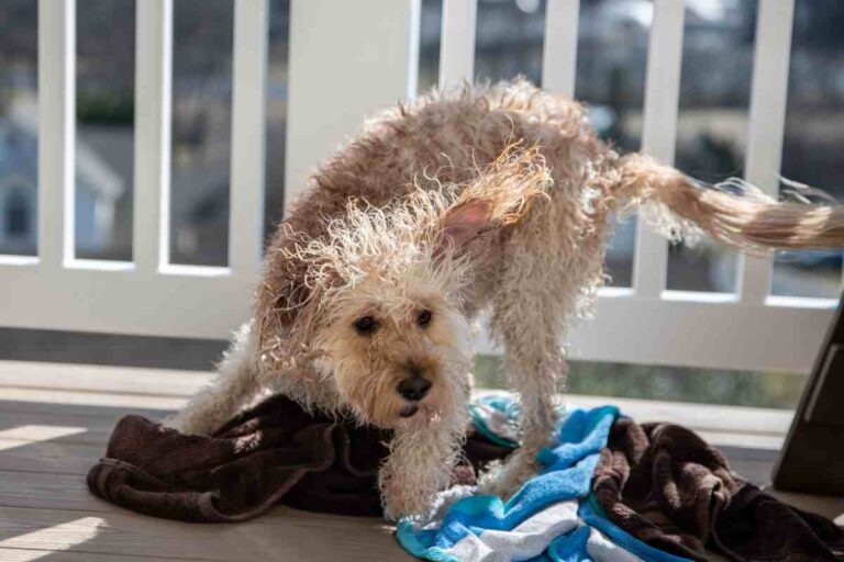 Can You Use A Furminator On A Goldendoodle?