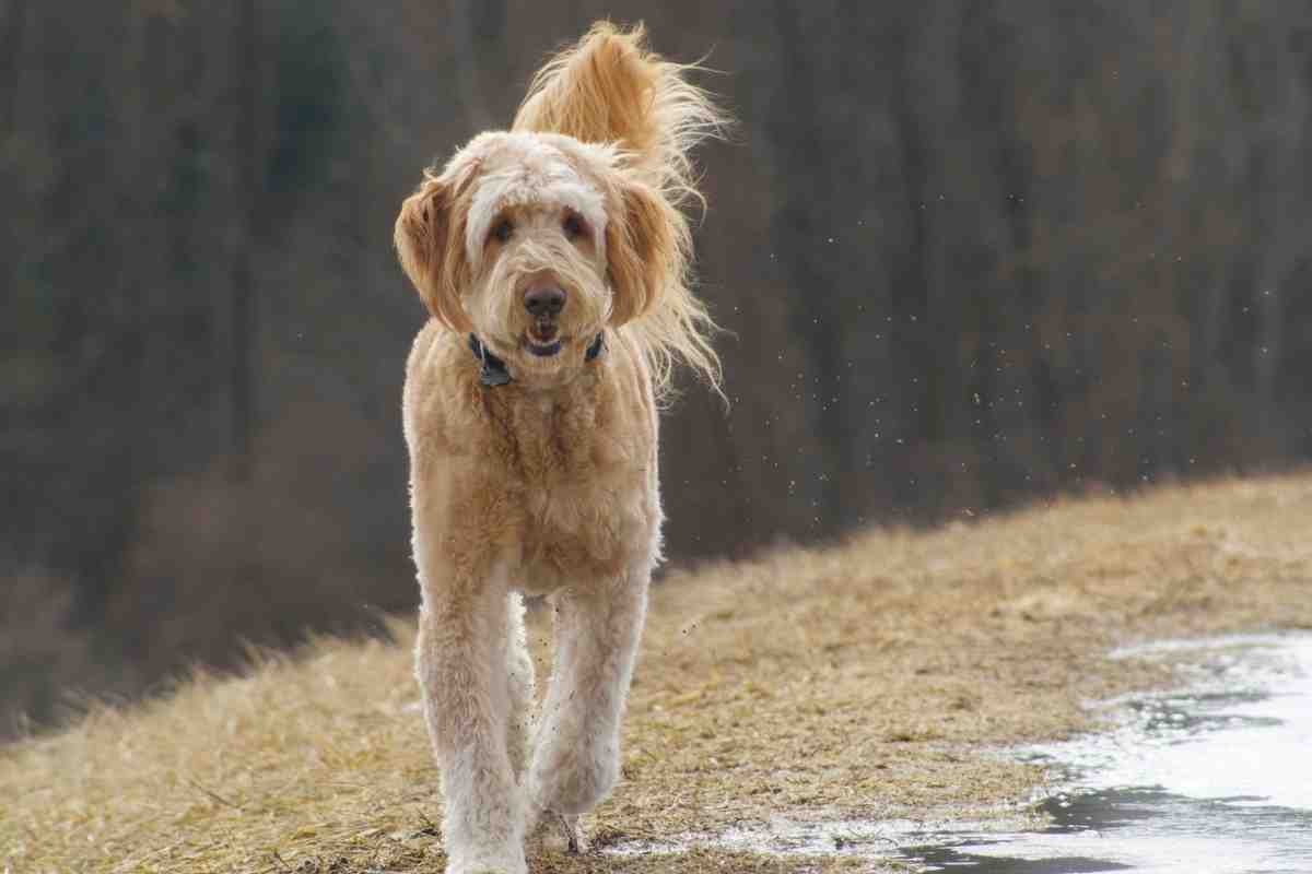 Can A Goldendoodle Be A Hunting Dog?