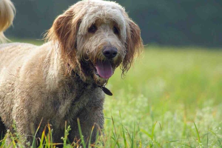 Can A Goldendoodle Be A Hunting Dog?