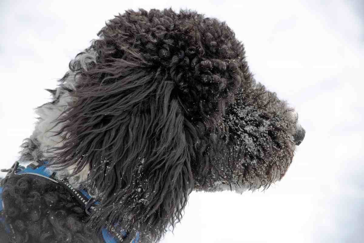 Can A Goldendoodle Be Black And White? #Dogs #Puppies #Doodles #Goldendoodle