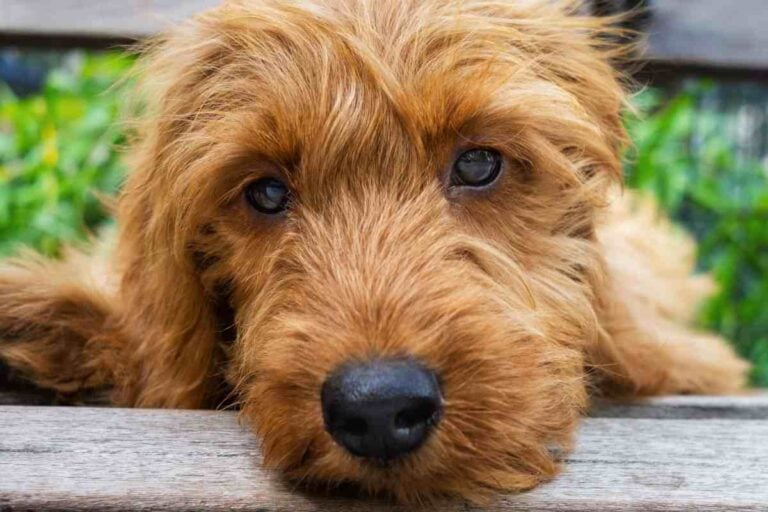 Can F1B Goldendoodles Have Straight Hair?