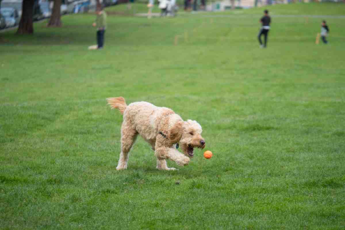 Do Goldendoodles Like To Play Fetch?