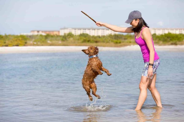 Do Goldendoodles Like To Play Fetch?