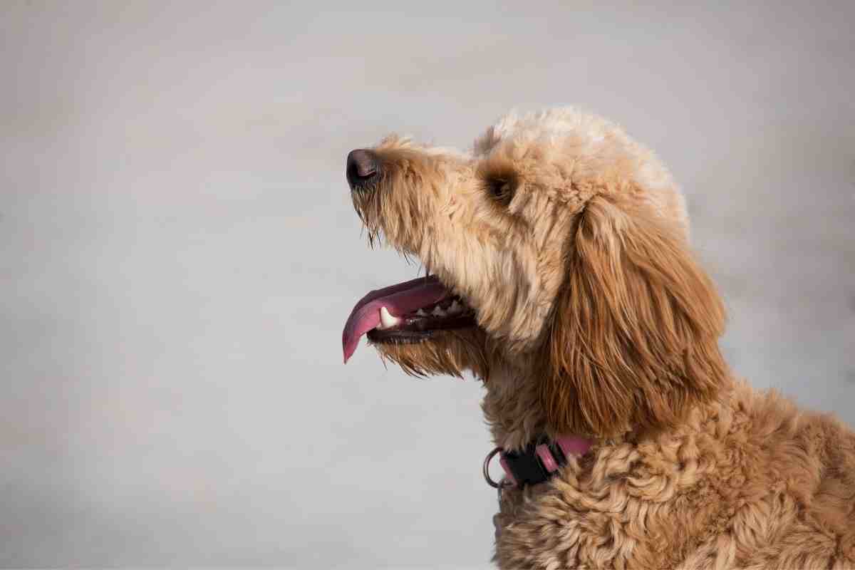 How Big Will An F1B Goldendoodle Get? Goldendoodle Advice