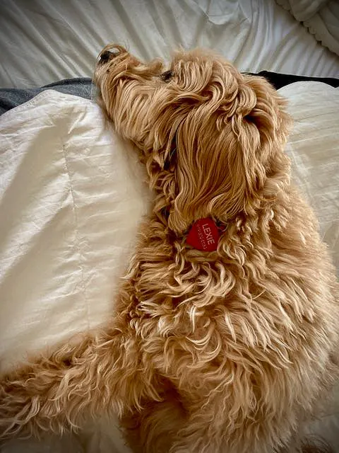 Why Do Dogs Rest Their Heads On You? 1 Why Do Dogs Rest Their Heads On You?