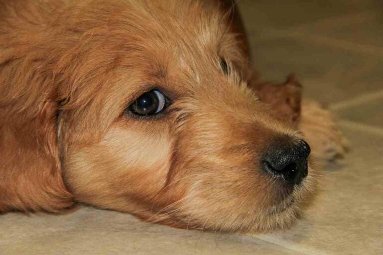 Goldendoodle Eyelashes, Should You Cut Them?