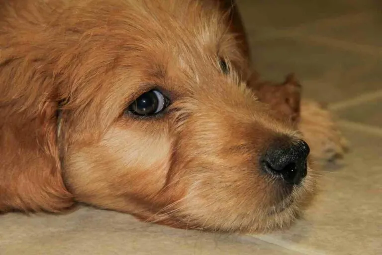 Should You Cut Goldendoodles' Eyelashes?