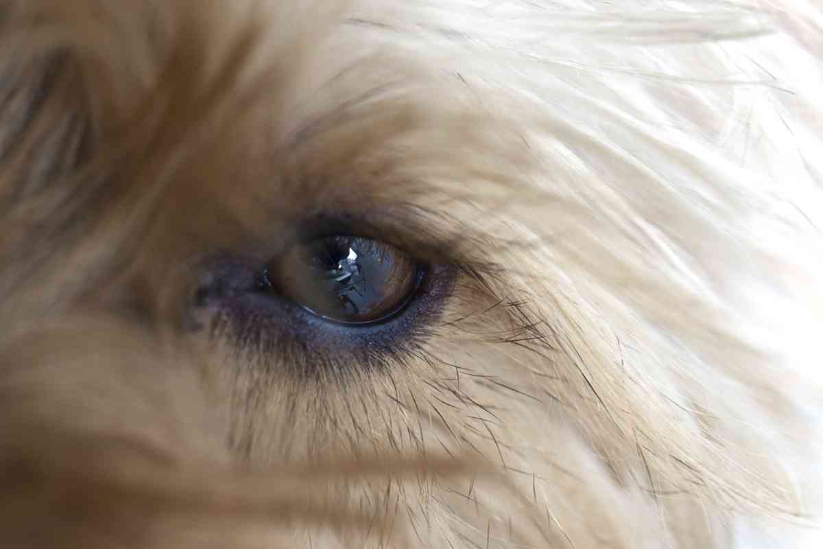 Should You Cut Goldendoodles' Eyelashes?