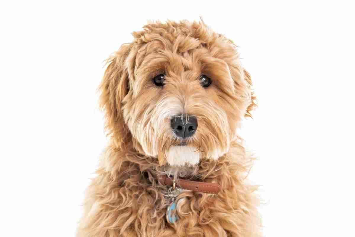 What Color Goldendoodle Is Best?