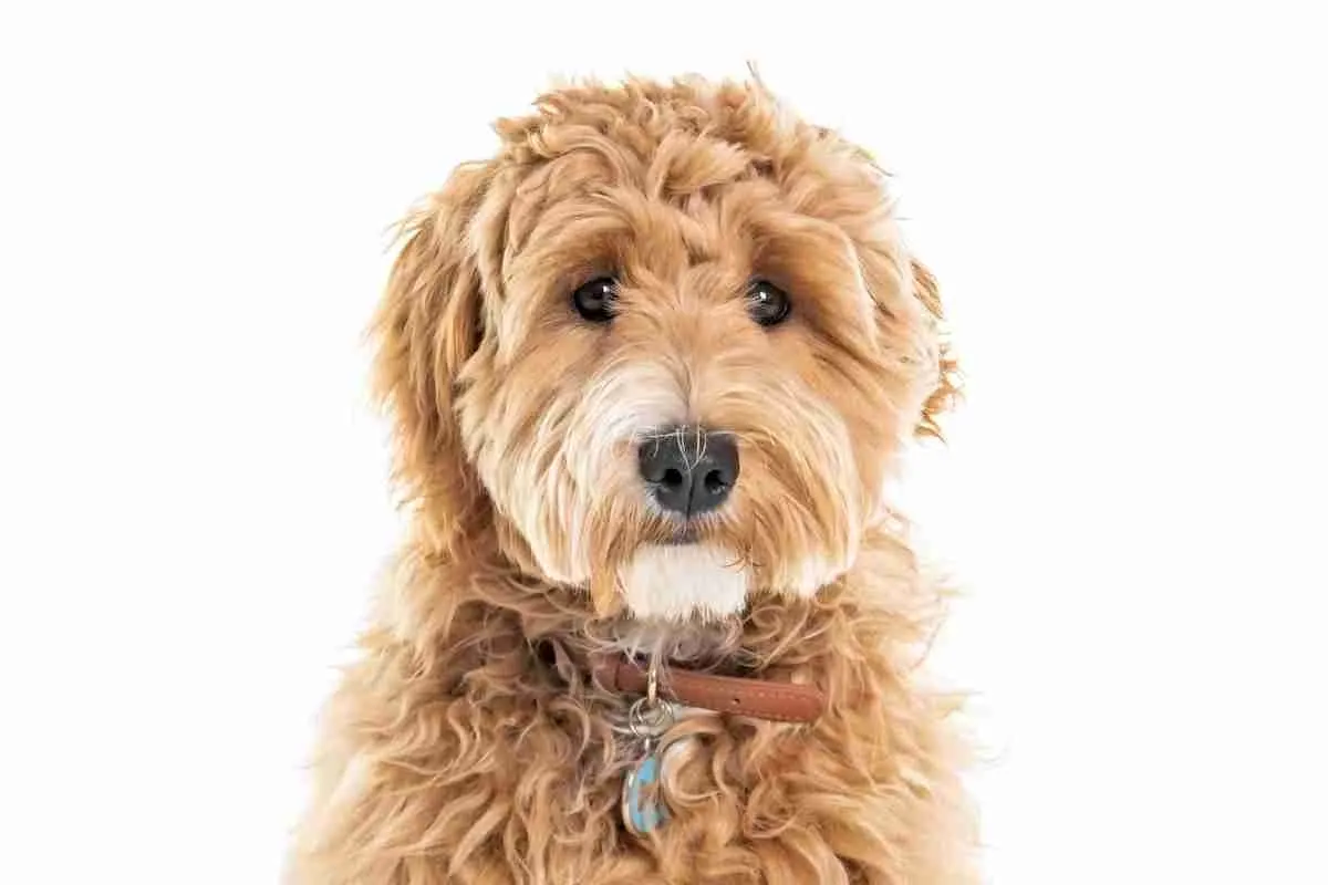 What Color Goldendoodle Is Best? 2 What Color Goldendoodle Is Best?
