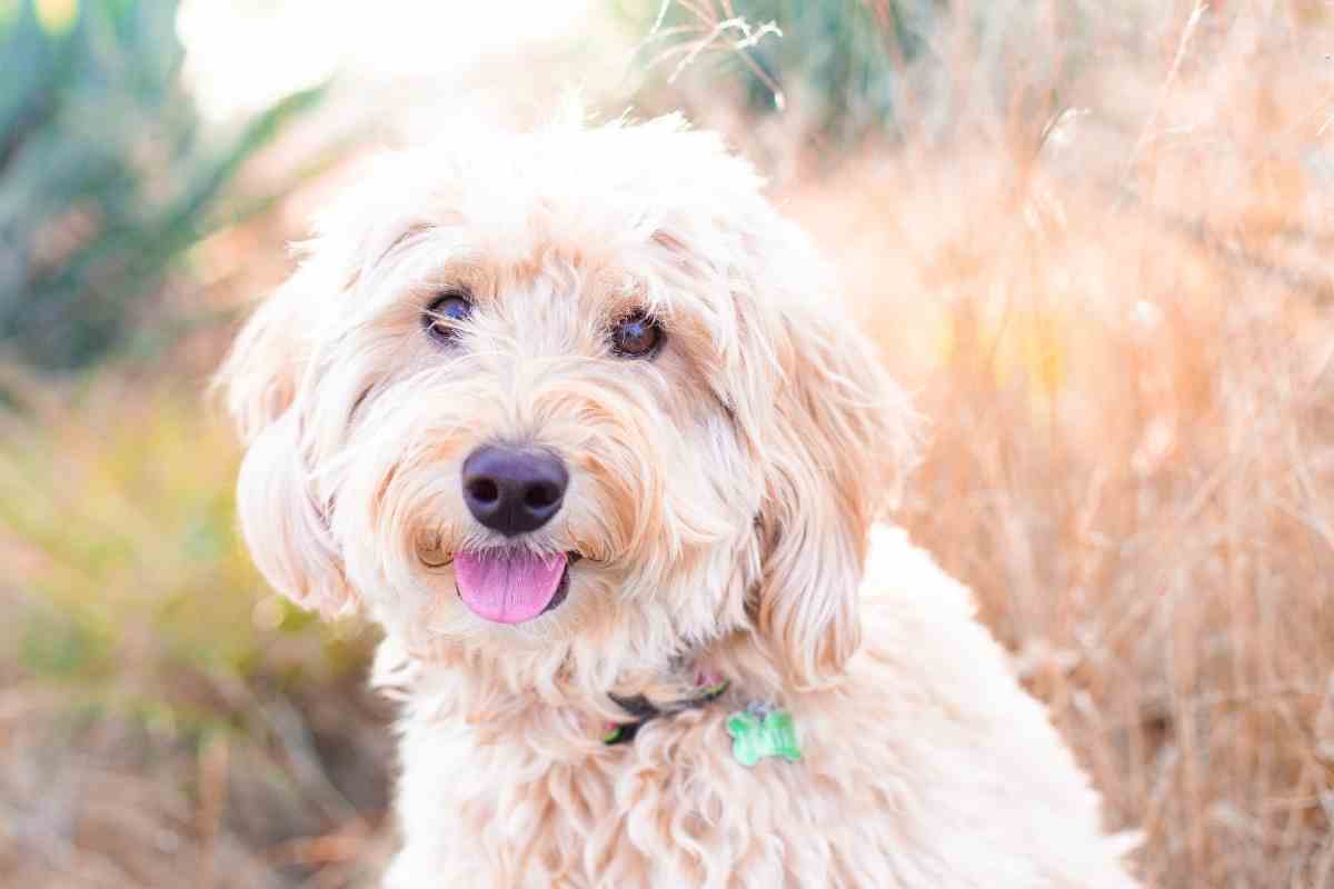 What Color Goldendoodle Is Best? Lexie Mini Goldendoodle Advice