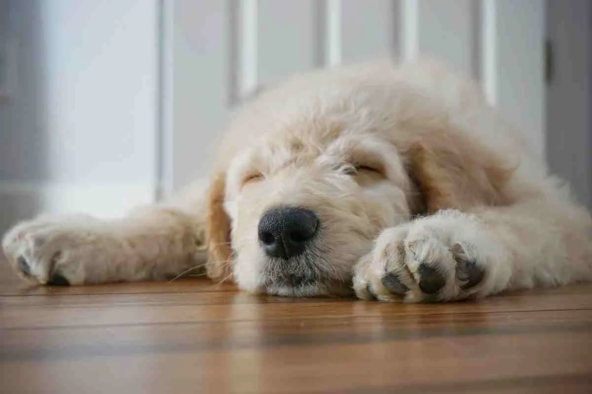 What Time Should Puppies Go To Bed? 5 What Time Should Puppies Go To Bed?
