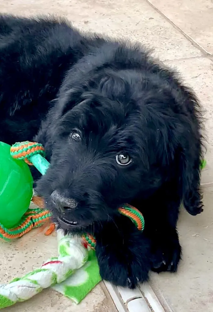 What Color Goldendoodle Is Best? 1 What Color Goldendoodle Is Best?