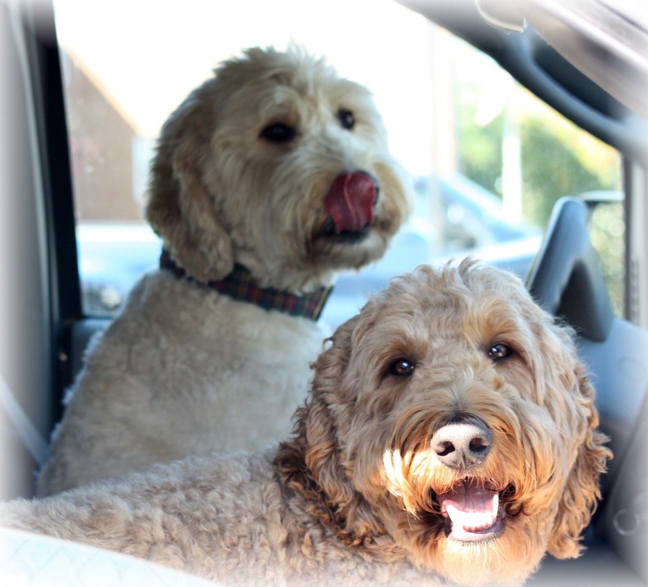 Why Do Dogs Lick Things Obsessively?