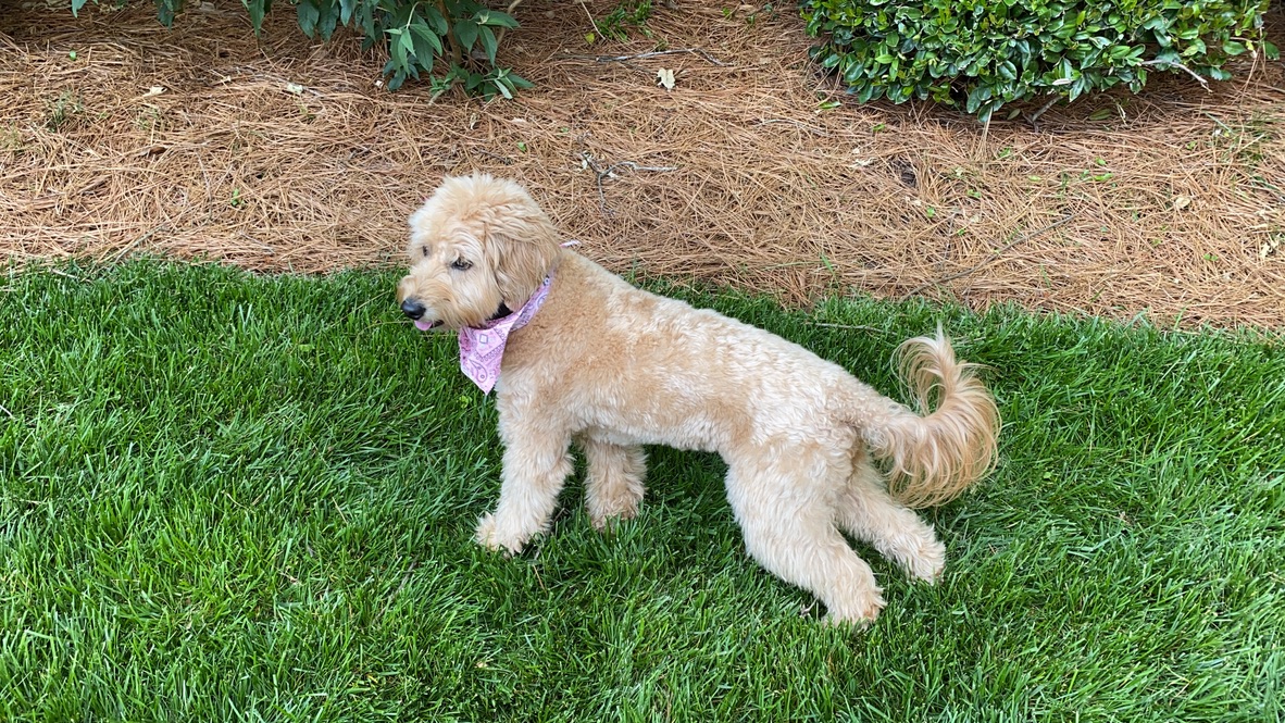 7 Ways To Help A Goldendoodle Who Is Scared Of Everything