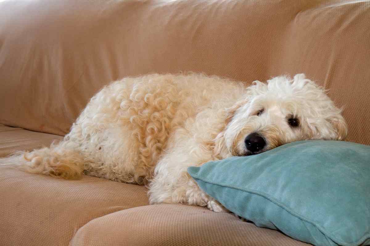 Are Goldendoodles Good For Seniors?