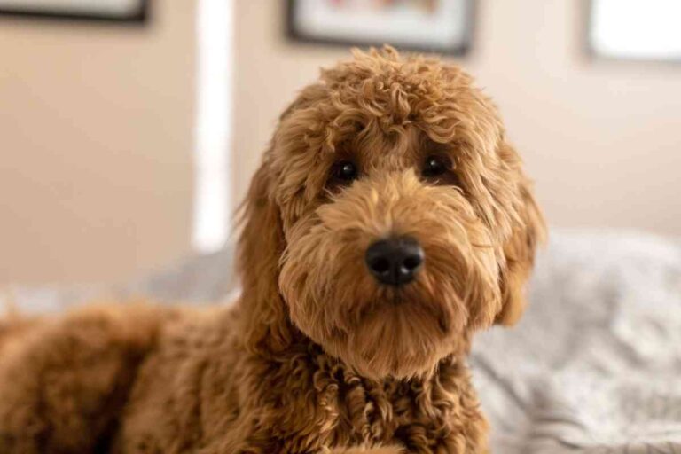 Are Goldendoodles Low Maintenance?
