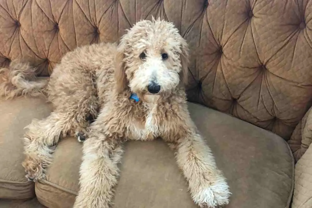Are Goldendoodles Stubborn? 2 Are Goldendoodles Stubborn?