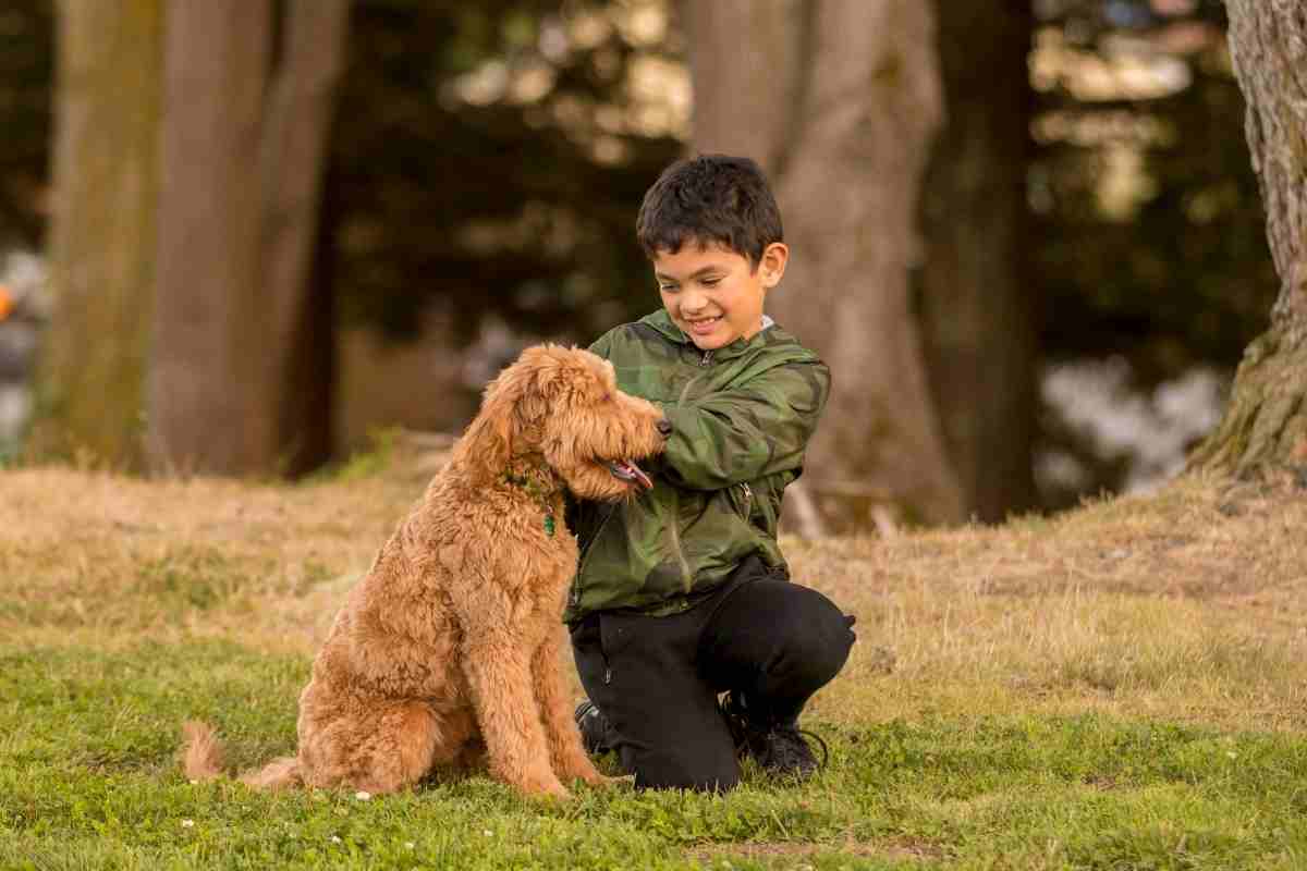 Are Goldendoodles Stubborn?