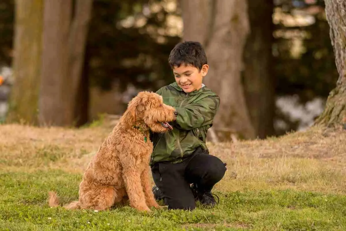 Are Goldendoodles Stubborn? 1 Are Goldendoodles Stubborn?
