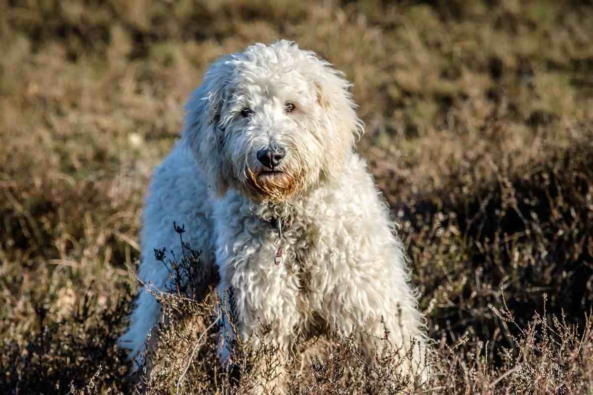 Are Goldendoodles Stubborn?